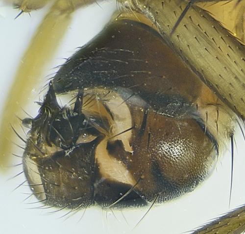Limosininae